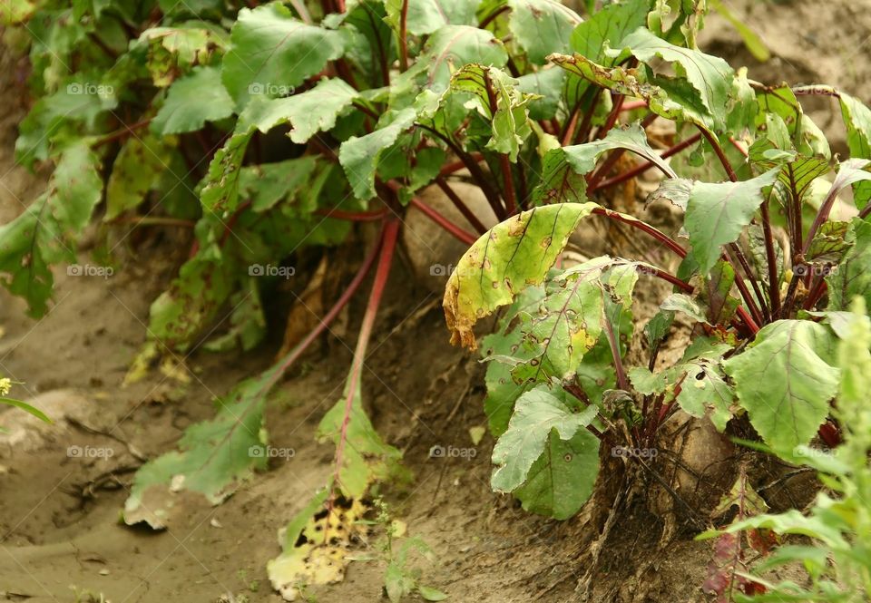 beetroots field