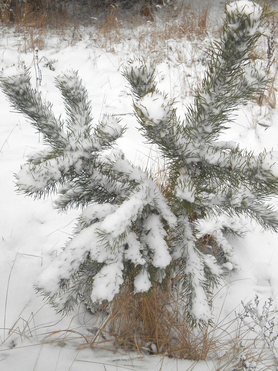 Winter, Christmas, Snow, Pine, Fir