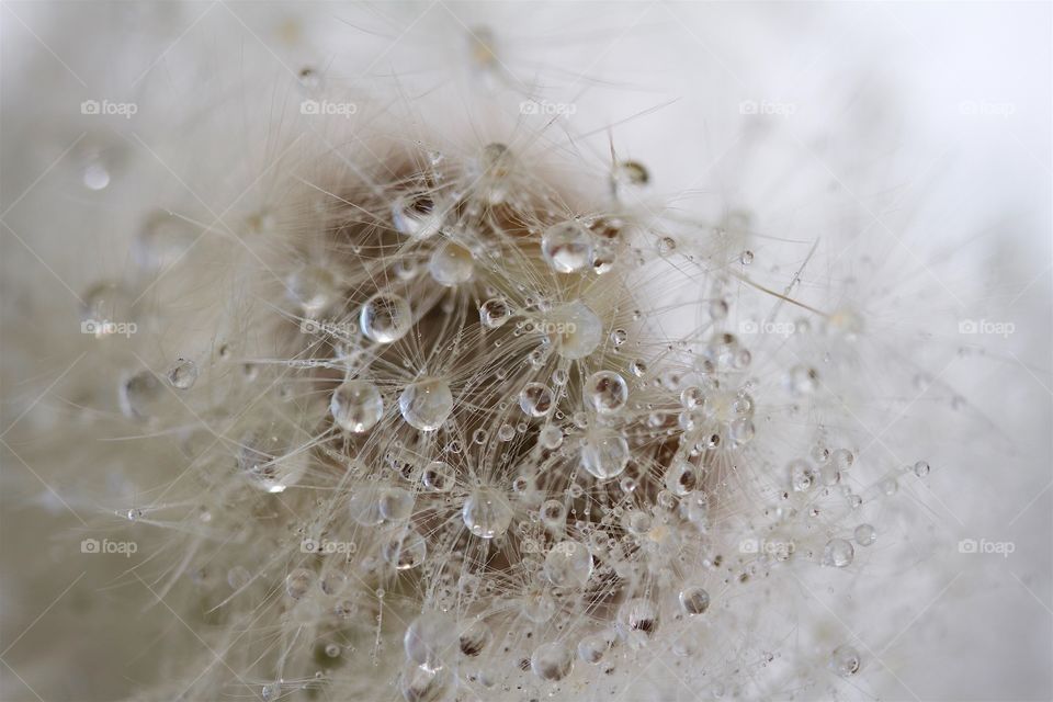 Dried dandelions with water drops