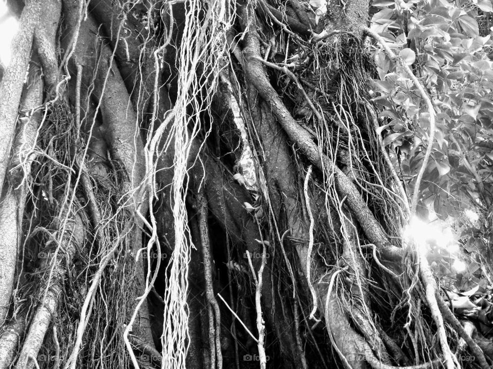 Banyan tree roots