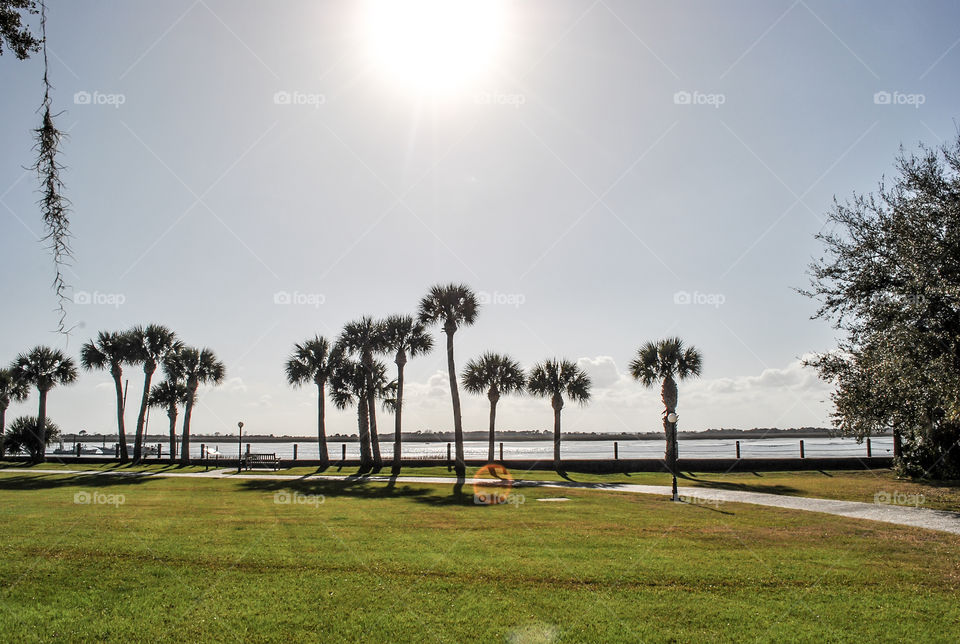 Palm trees by the water