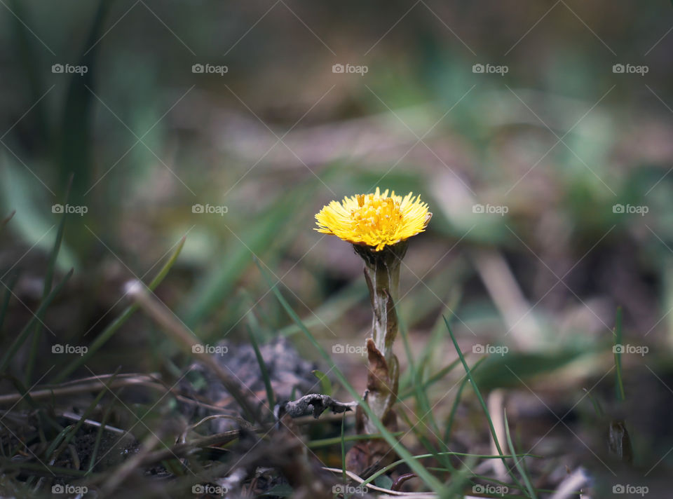 first flowers of spring