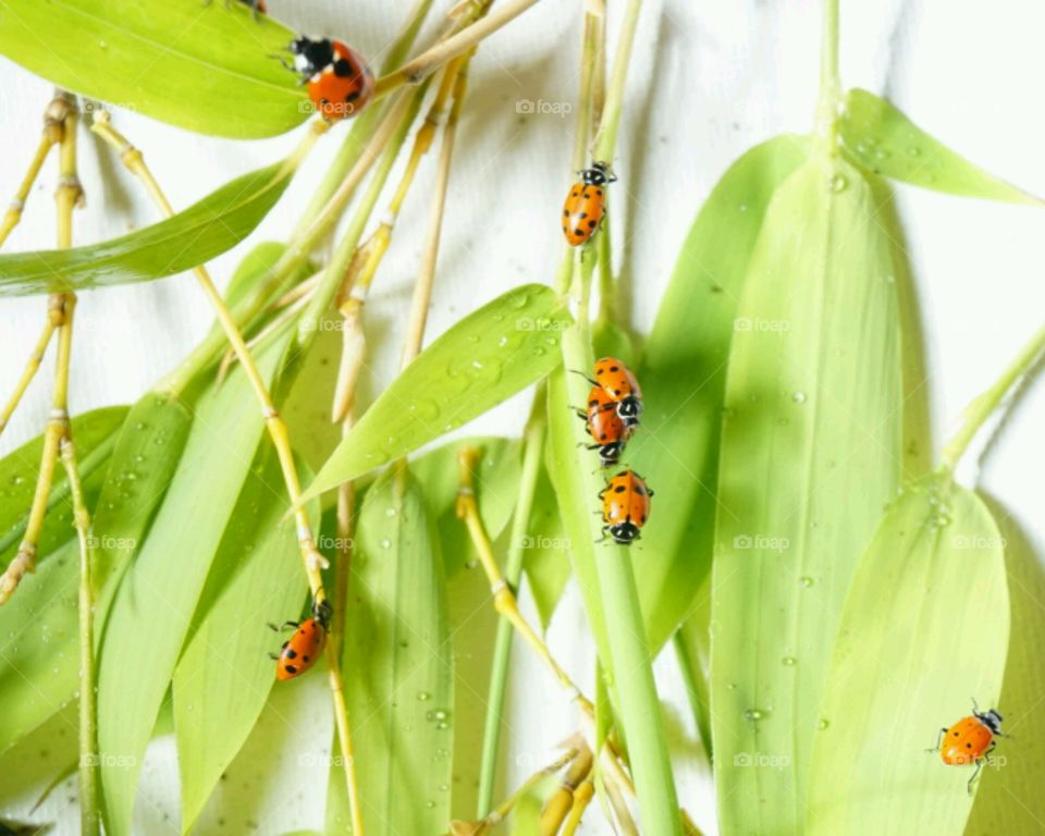 Ladybugs on bamboo leaves