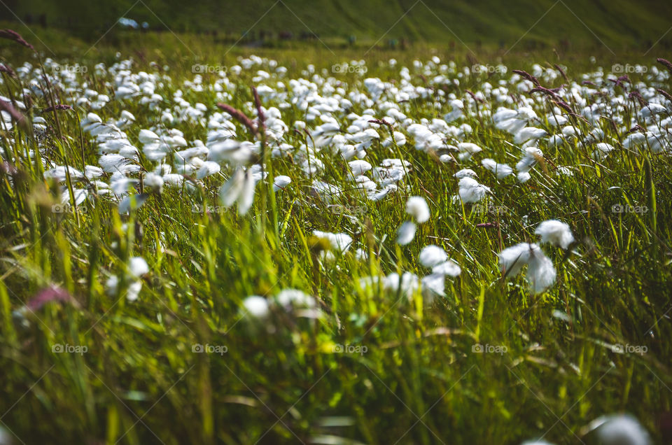 White heads of iceland fields