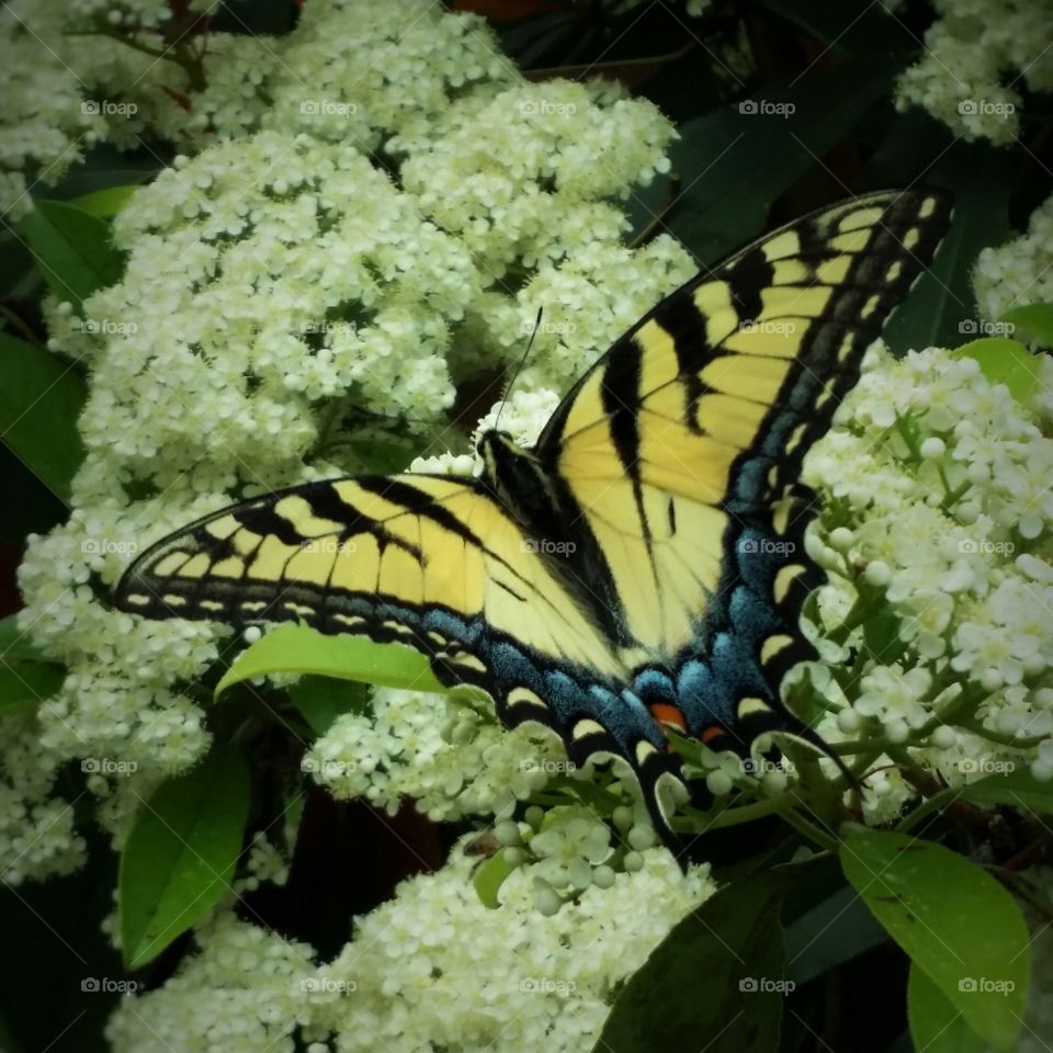 Yellow Butterfly