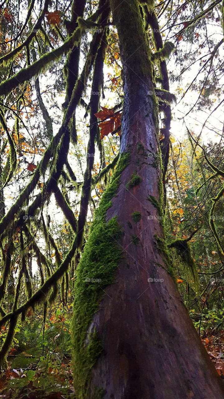 forest in every season