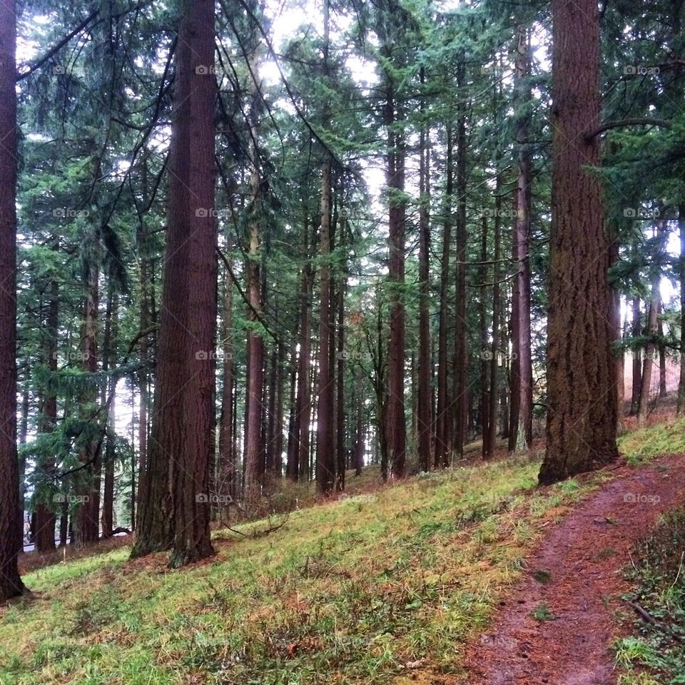 Trail of trees 