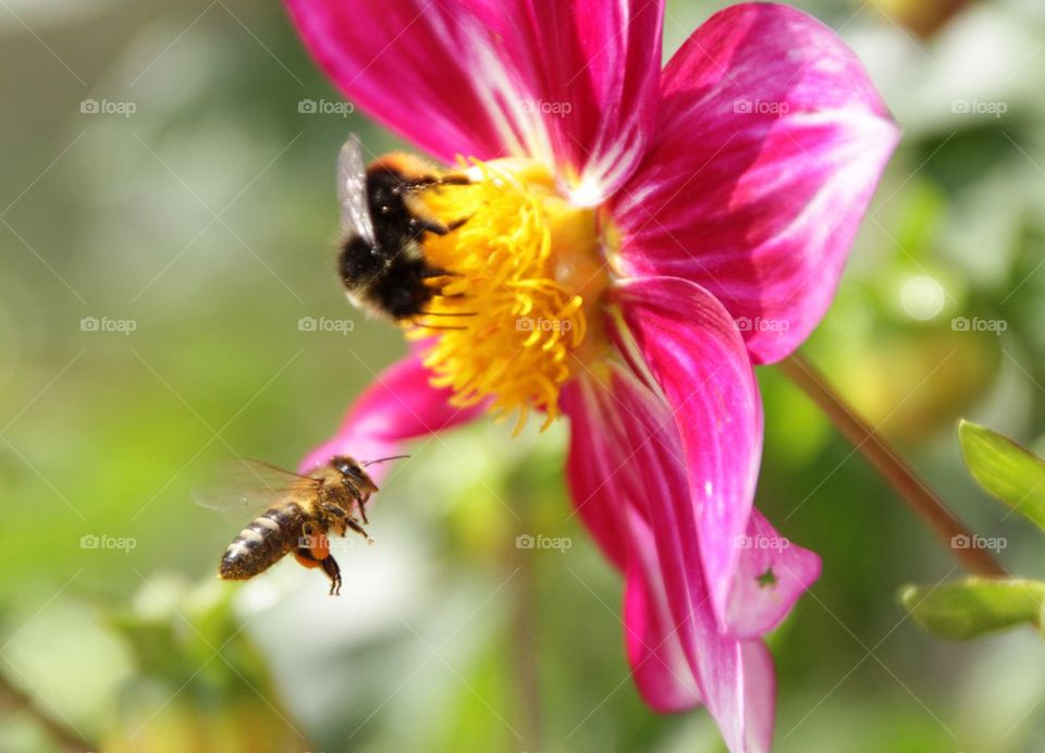 Bees pollinating on pink flower