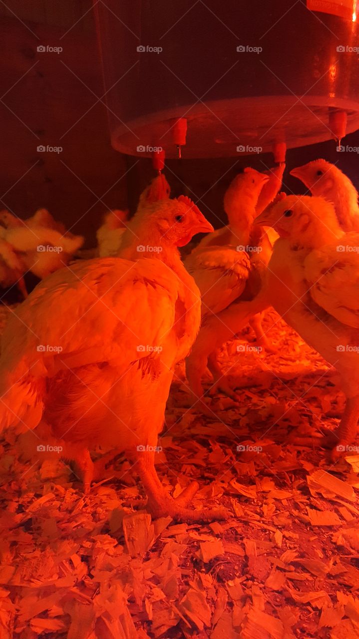 young chickens