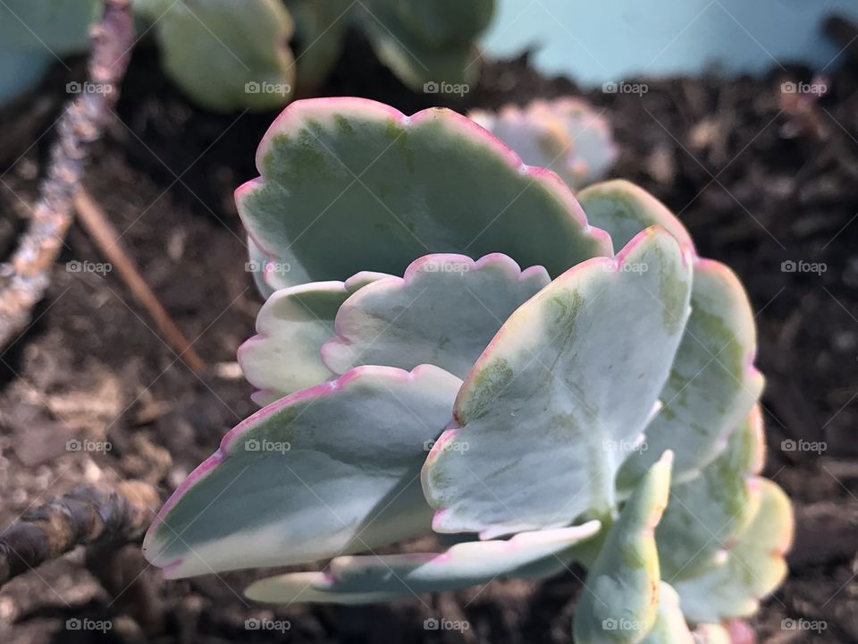 An image of a cluster of leaves on a Rainbow variegated Kalanchoe succulent plant. 