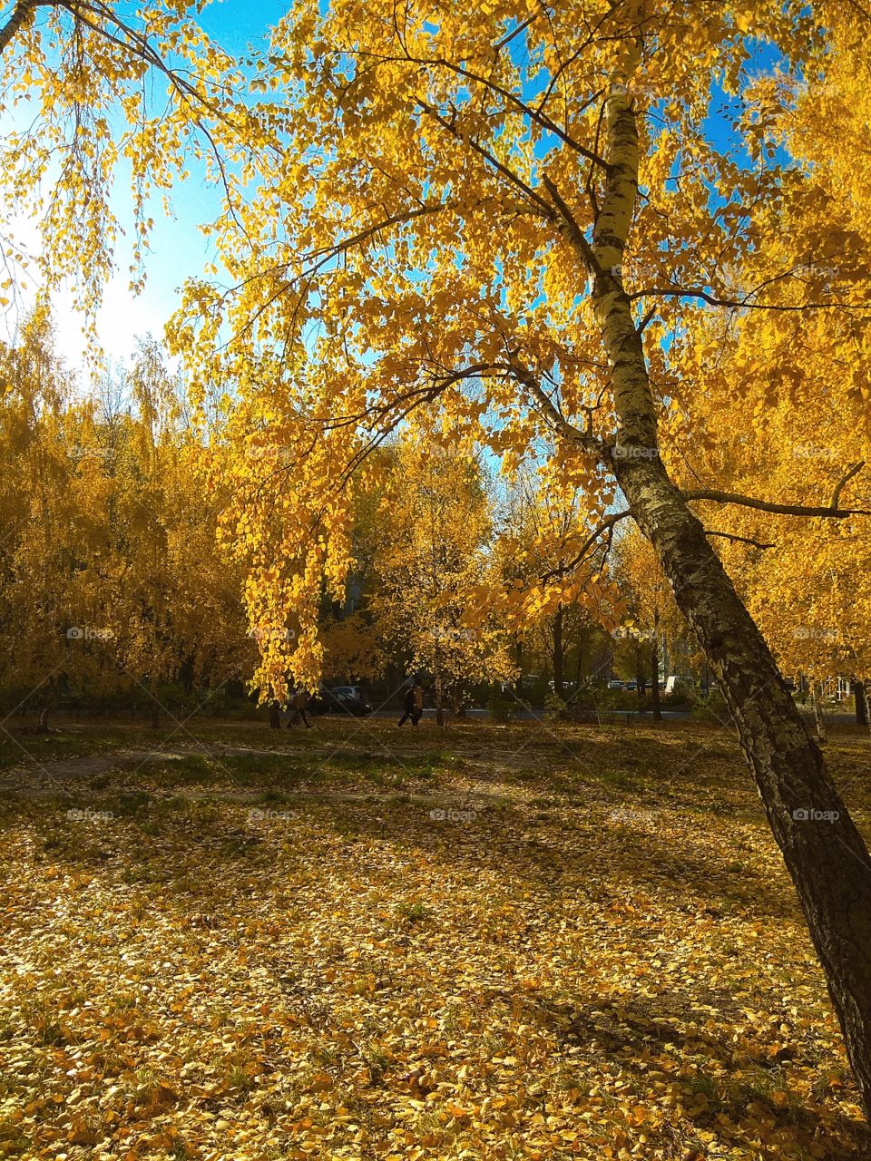 City square (Russia), trees covered with golden foliage and a lawn strewn with lawn of grass on a sunny autumn day under a blue sky.