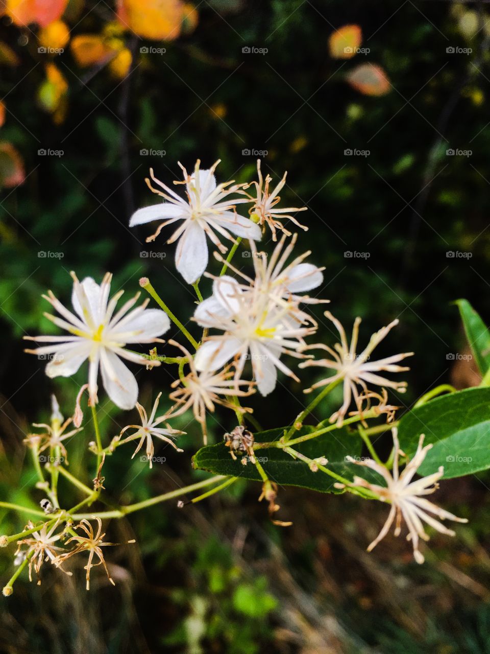 White flowers 