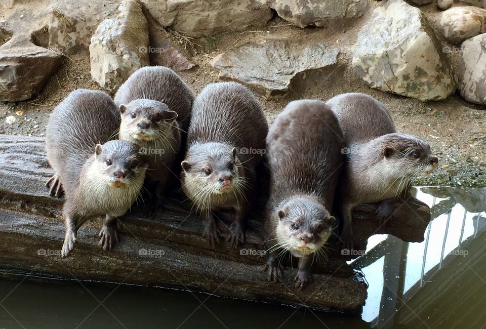 Curious otters