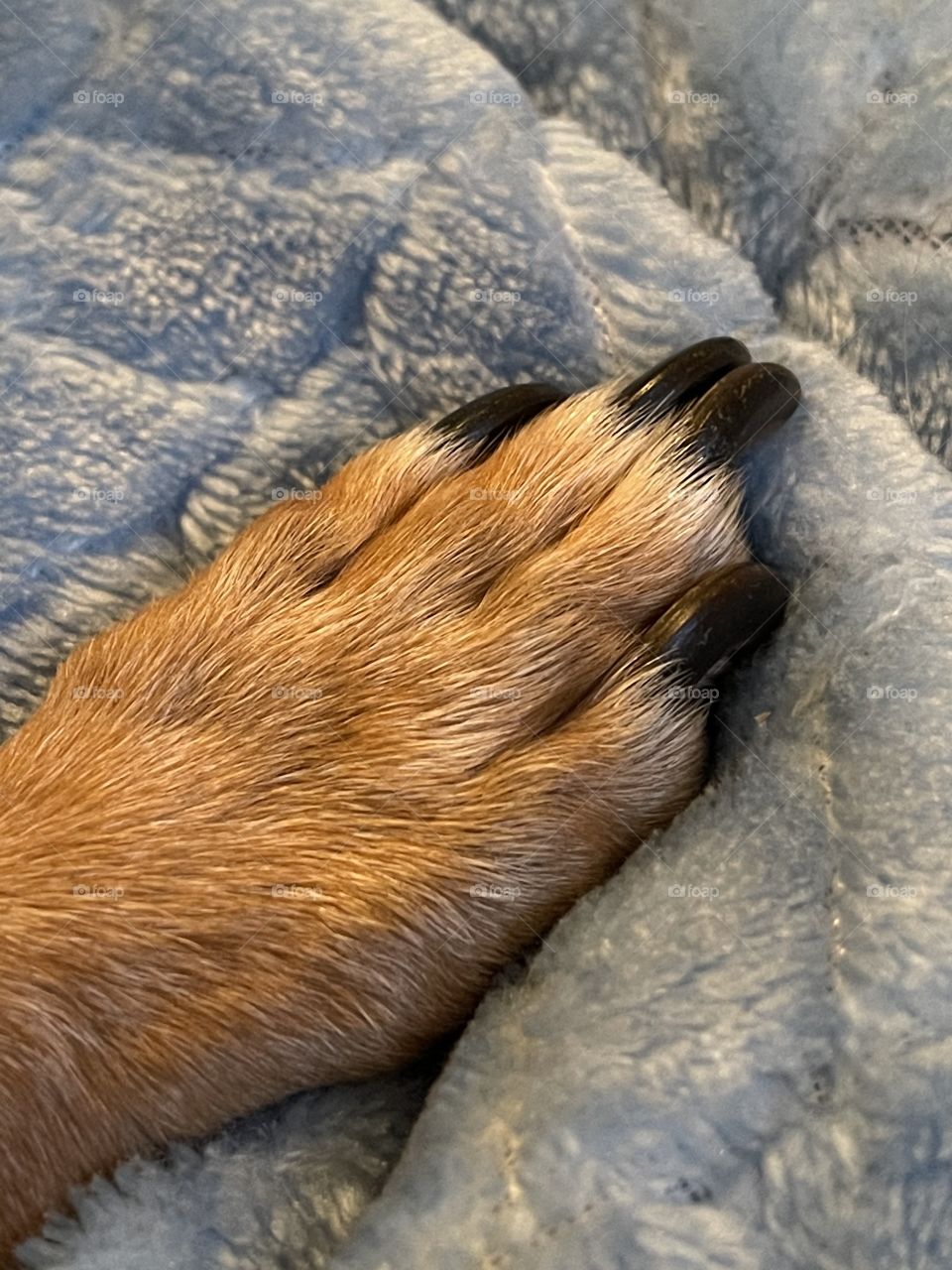 My pet dachshund paw on cozy blanket 