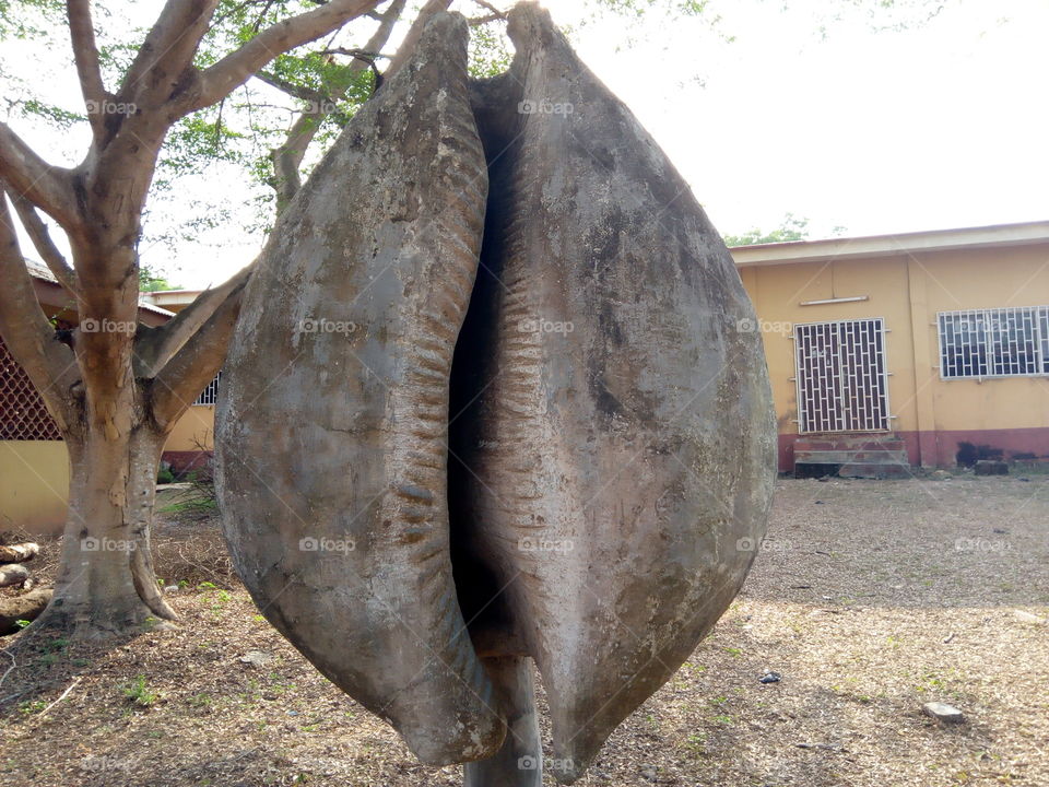 Giant cowrie