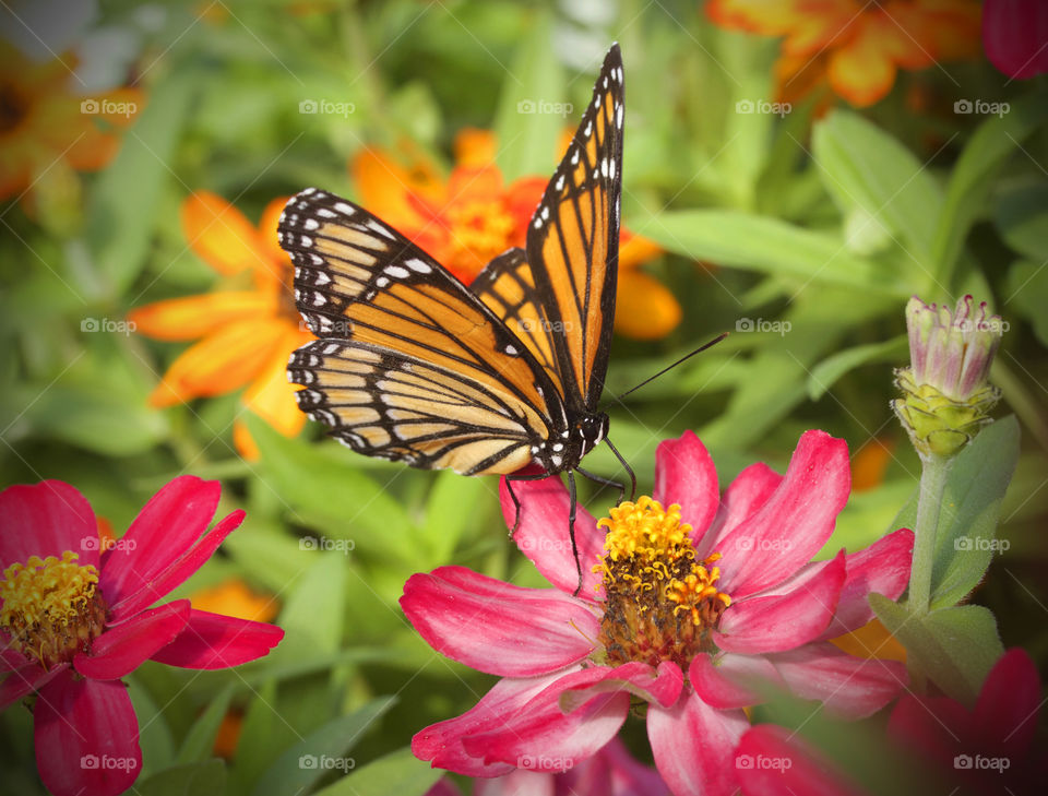 Monarch butterfly pollinating on flower