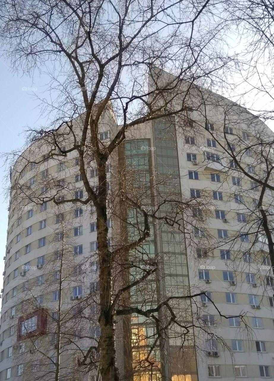 house and tree street view