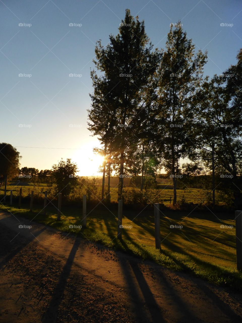 trees in sunset