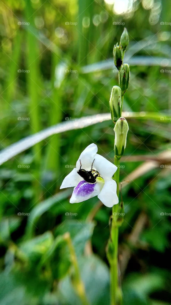 bee