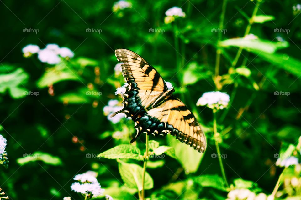 Nature, Butterfly, Leaf, Summer, Insect
