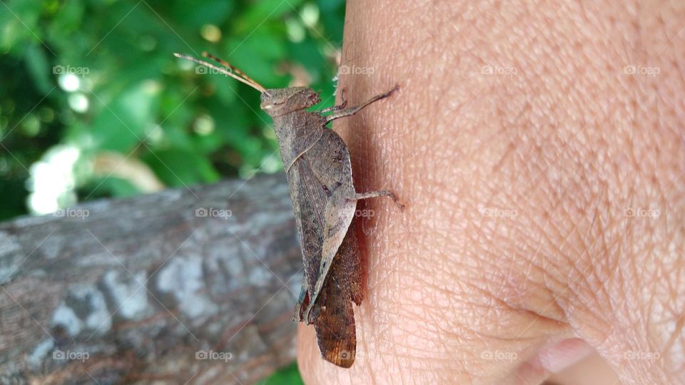 The rice grasshopper lands on the hand