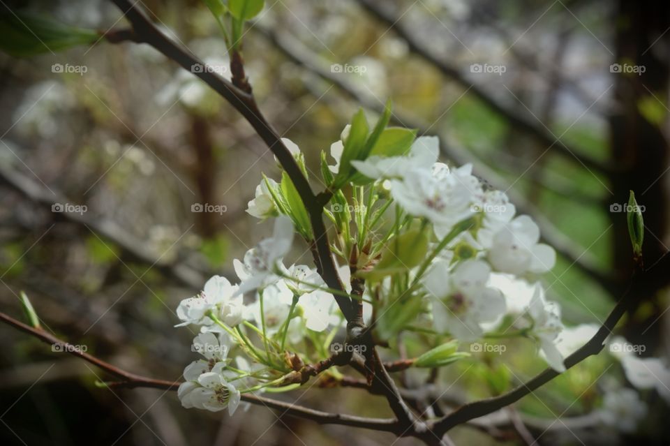 White Blossoms . Springtime in my backyard 