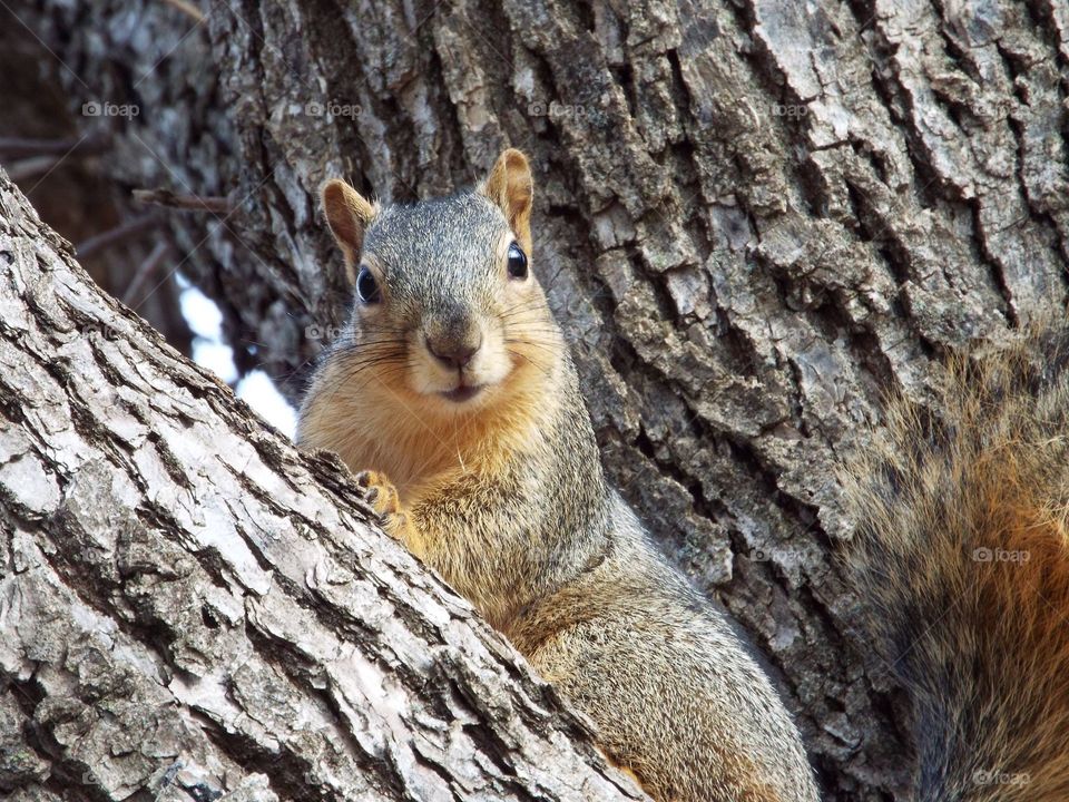 Close-up of squirrel