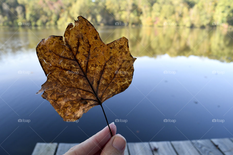 Fall leaves by the lake!