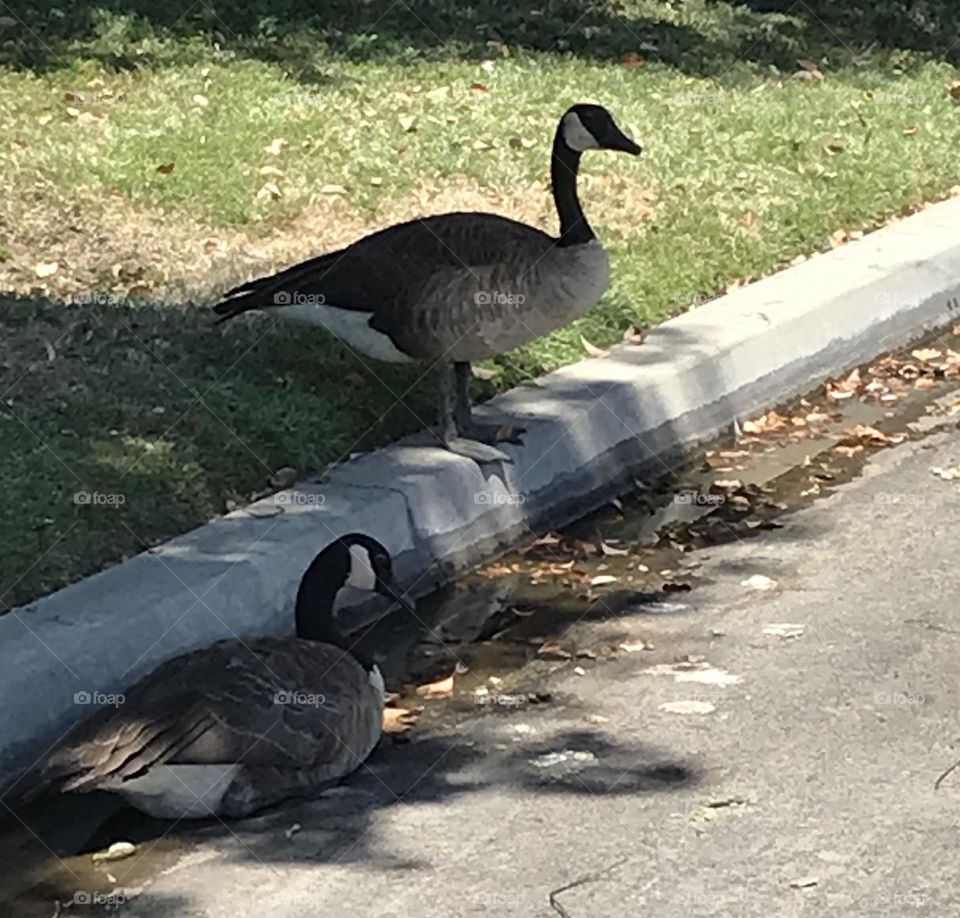 A pair of geese resting under the shade of a tree on one summer day.