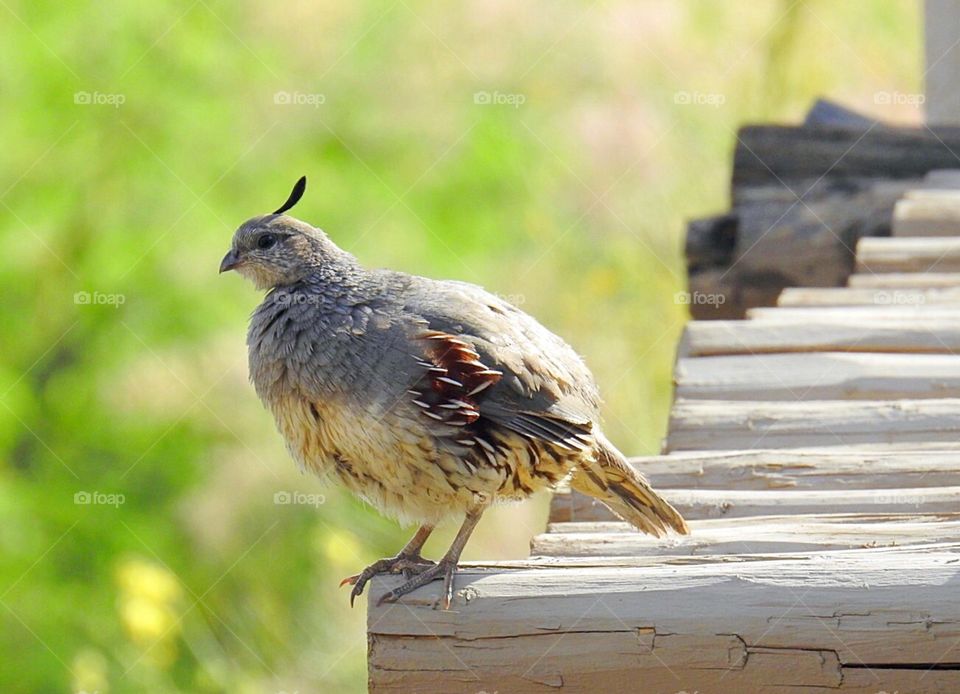 Gambel’s Quail