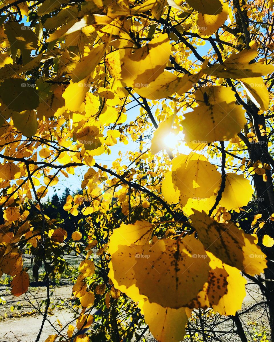 Yellow leafs 
