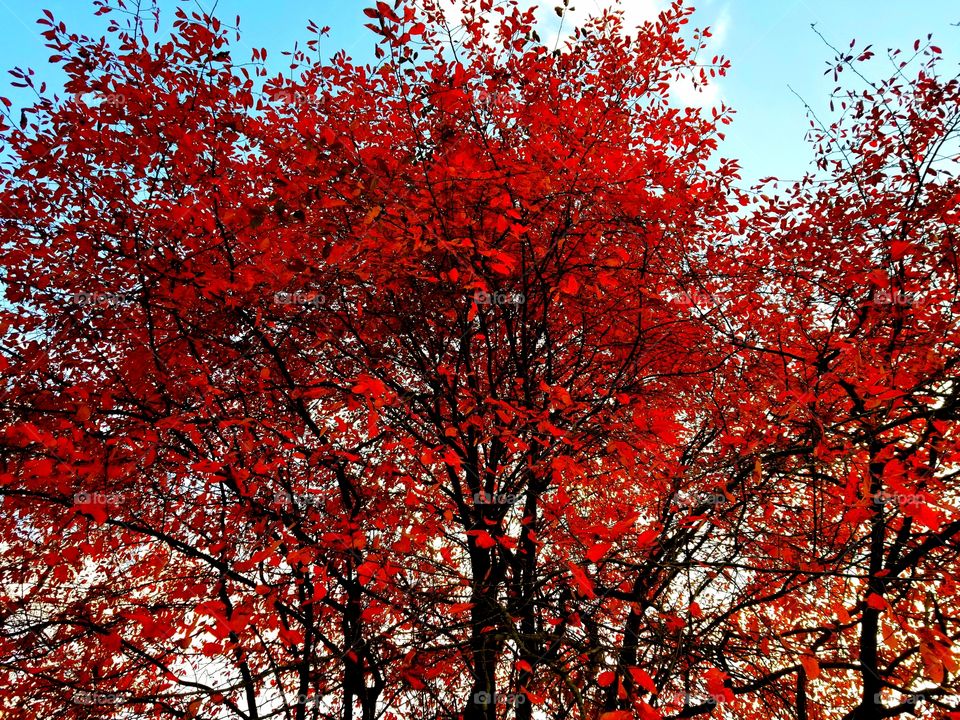 red fall tree
