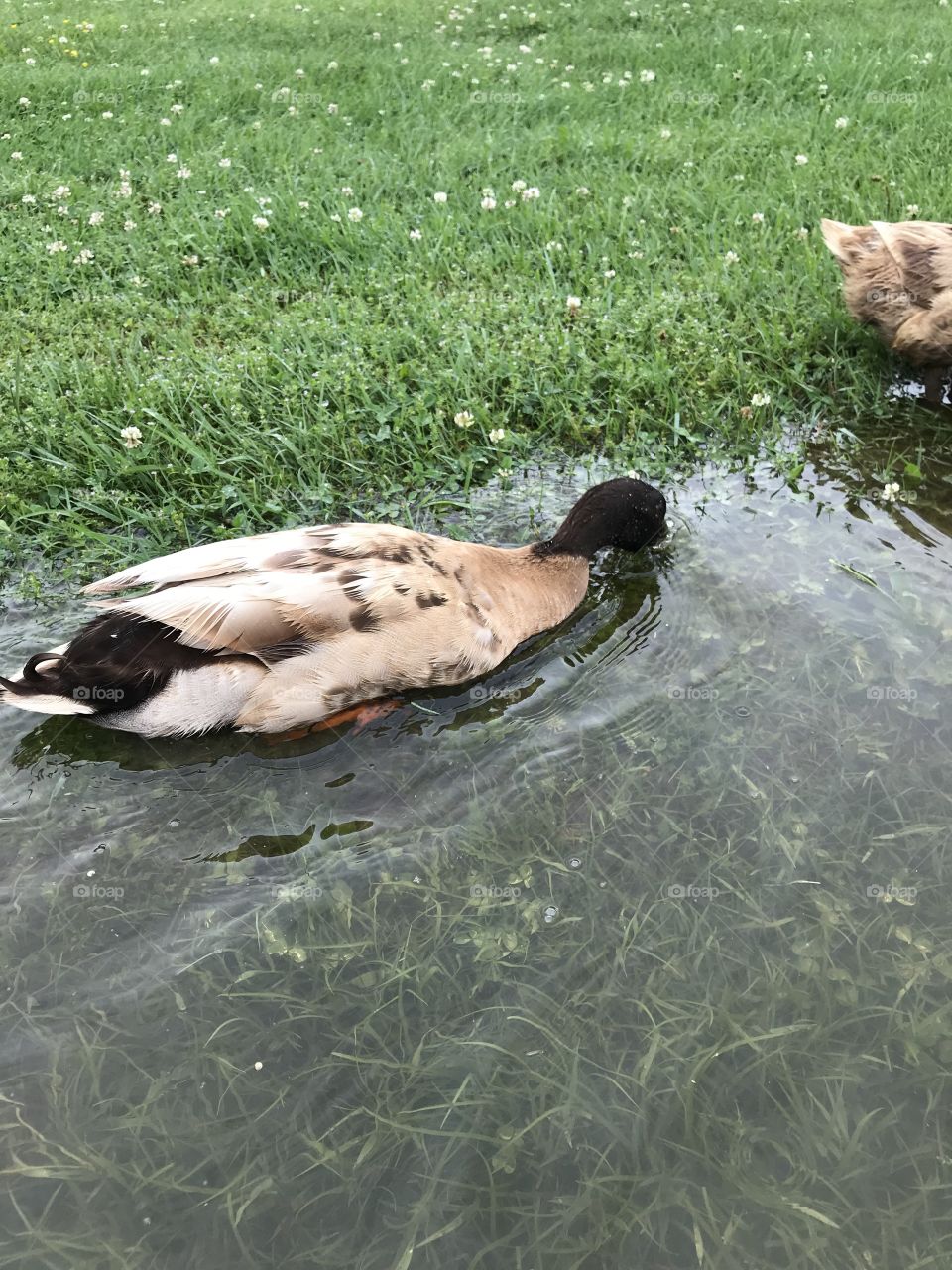 Ducks 