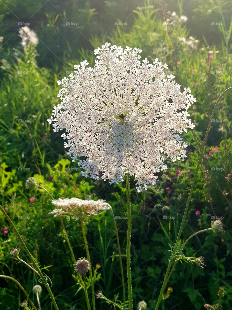 livadsko cvece- flower