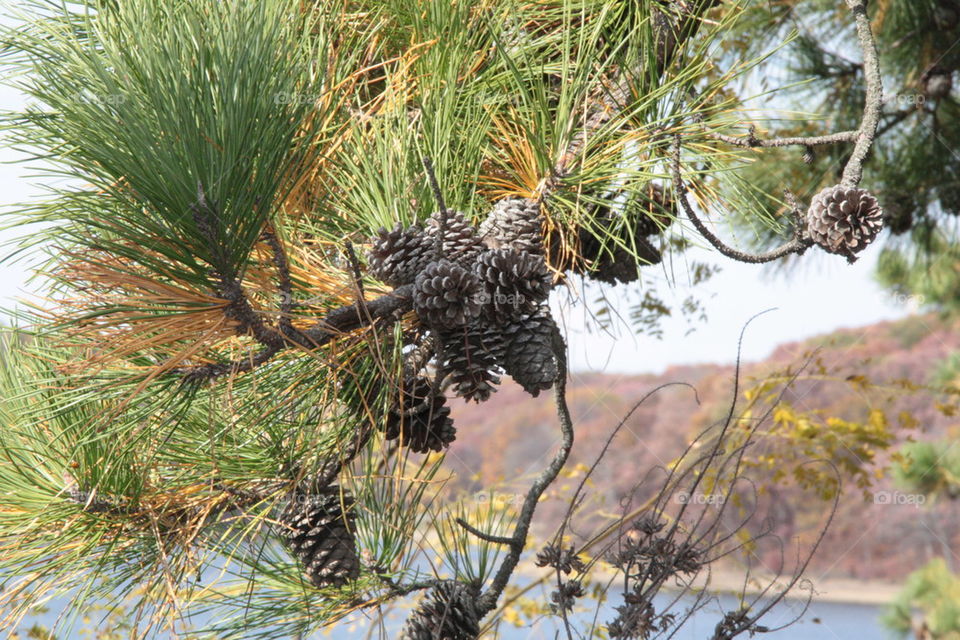 pinecones on tree