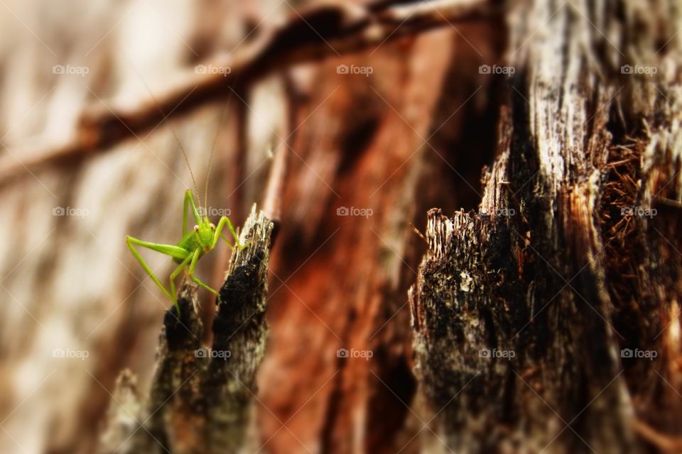 Little green grasshopper 