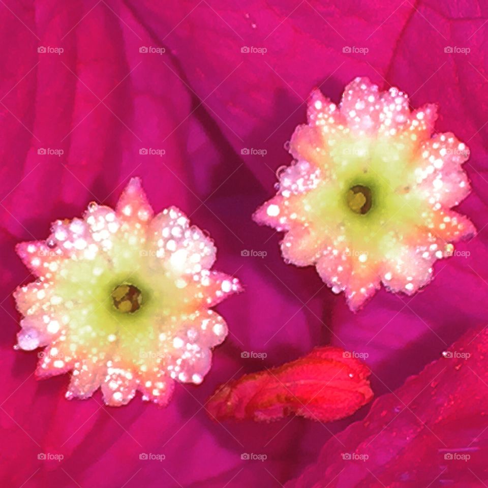 Bougainvillea bloom with tiny flowers that looks like a face