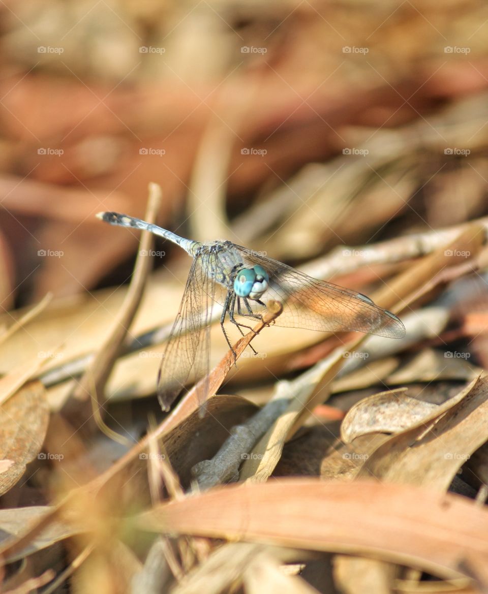 Dragonfly sitting on dried leaf