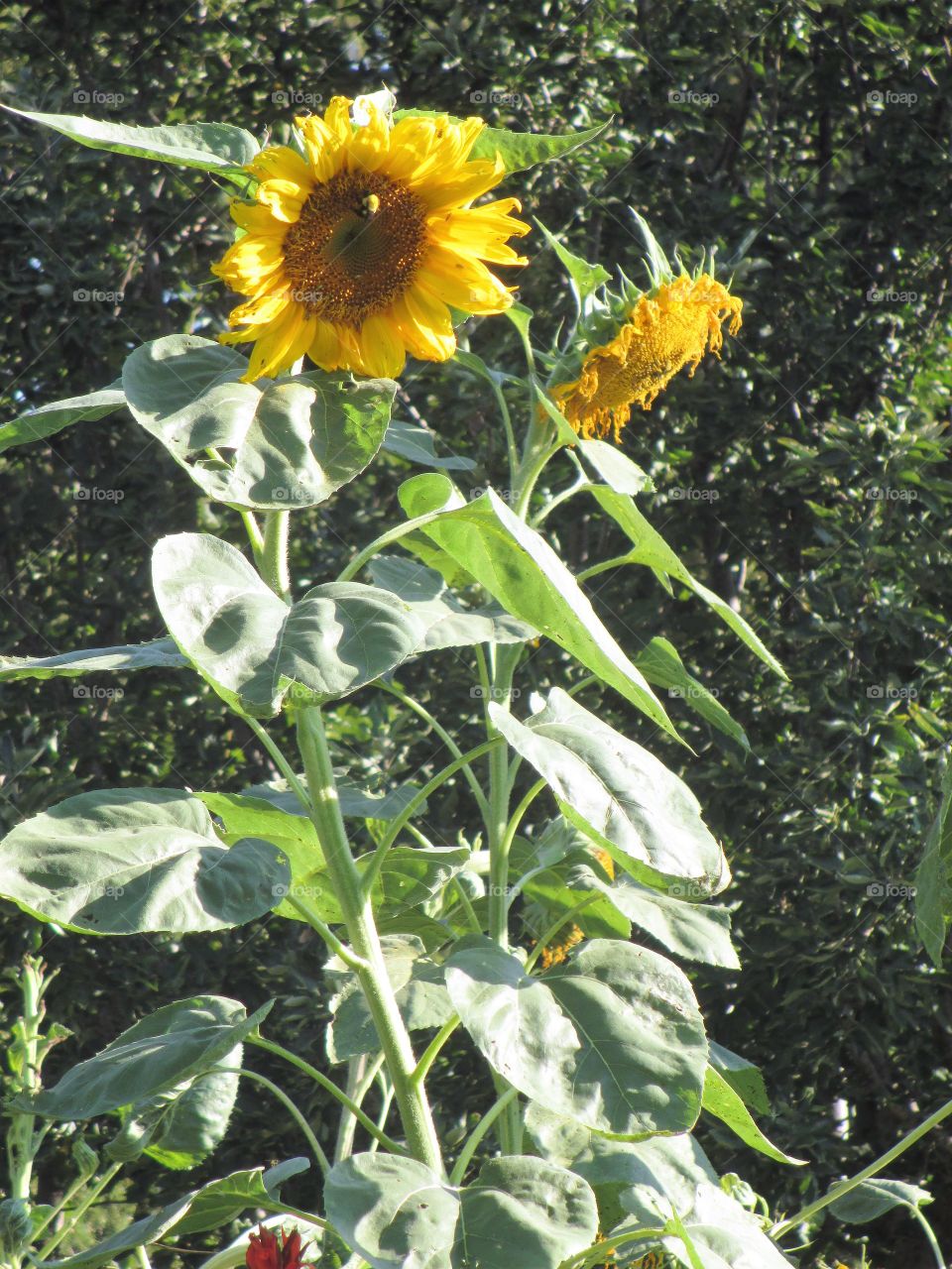 sun flower