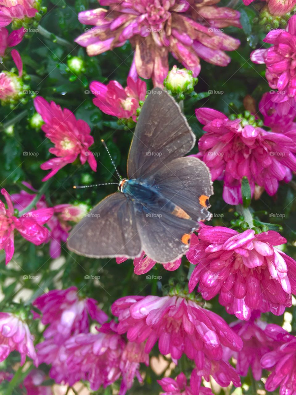 High angle view of butterfly