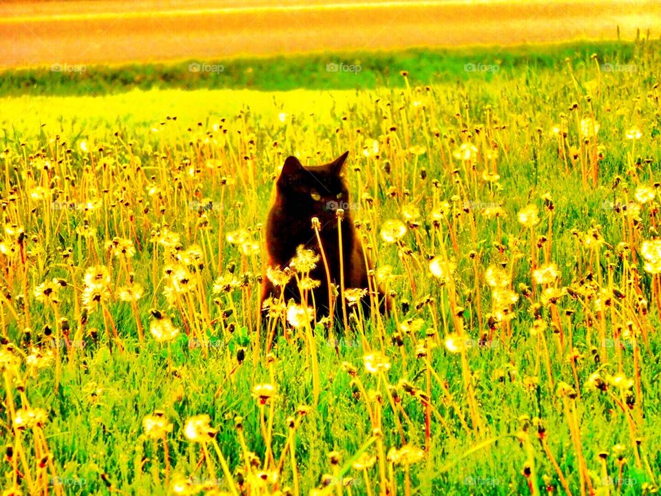 Kitty in the weeds