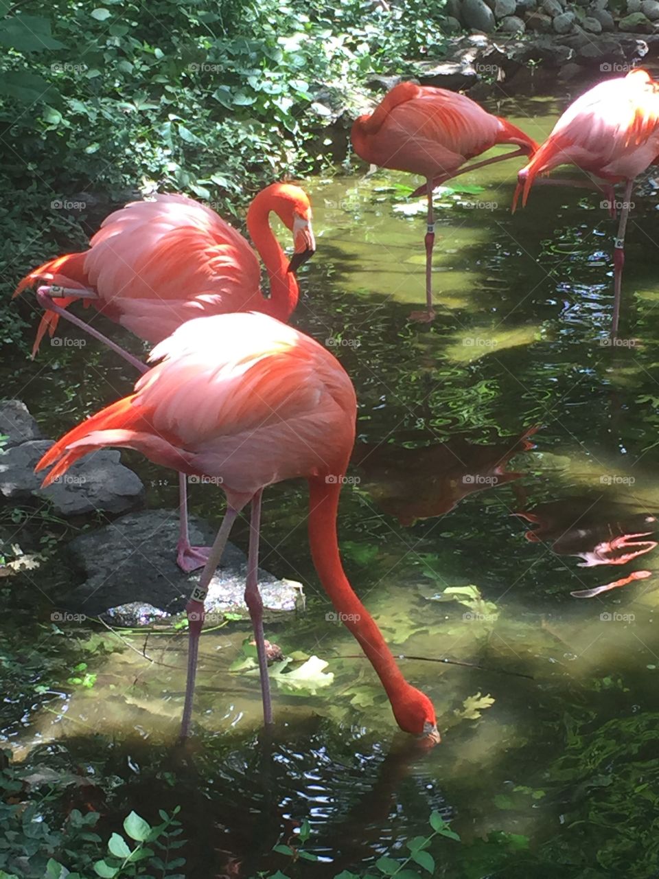 Flamingos
