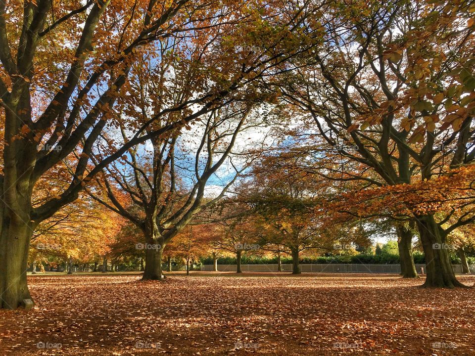 Fall, Tree, Leaf, Park, Landscape