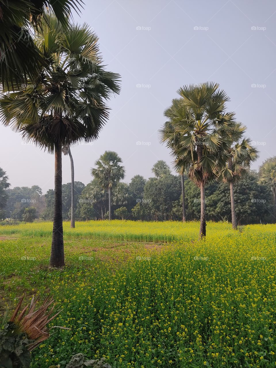 Beautiful 🌴🌴🌴🌴🌴tree in the middle of beautiful yellow mustard fields.