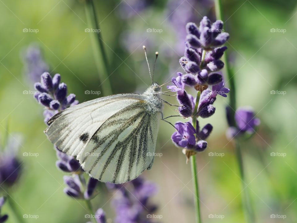 Green-veined white butterfly searching for nectar on lavender