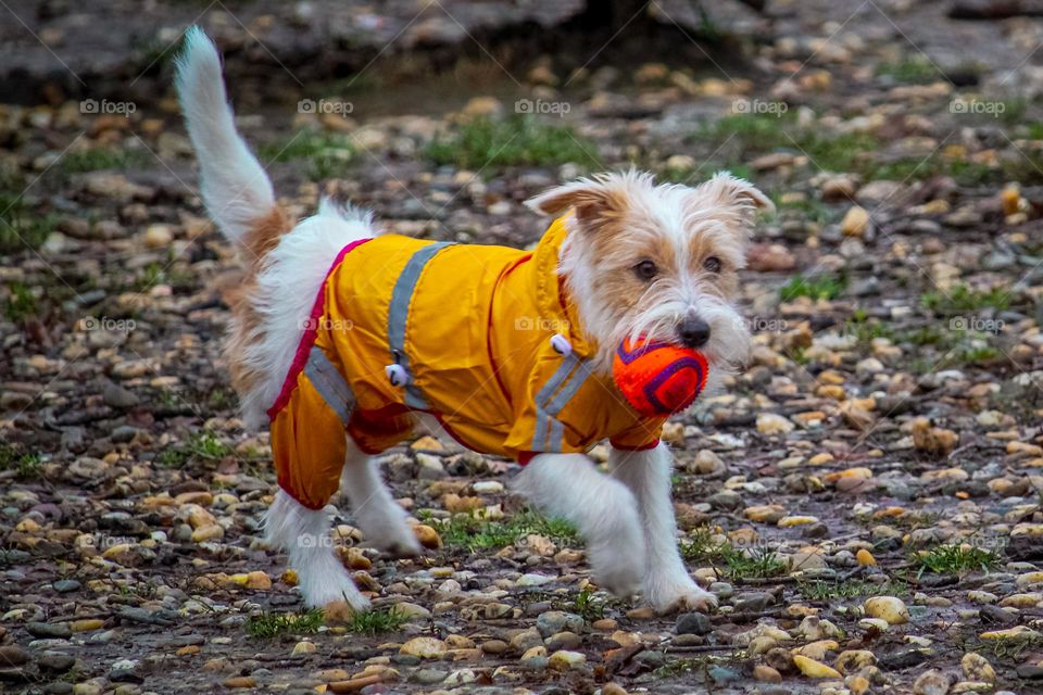 A puppy with the red ball