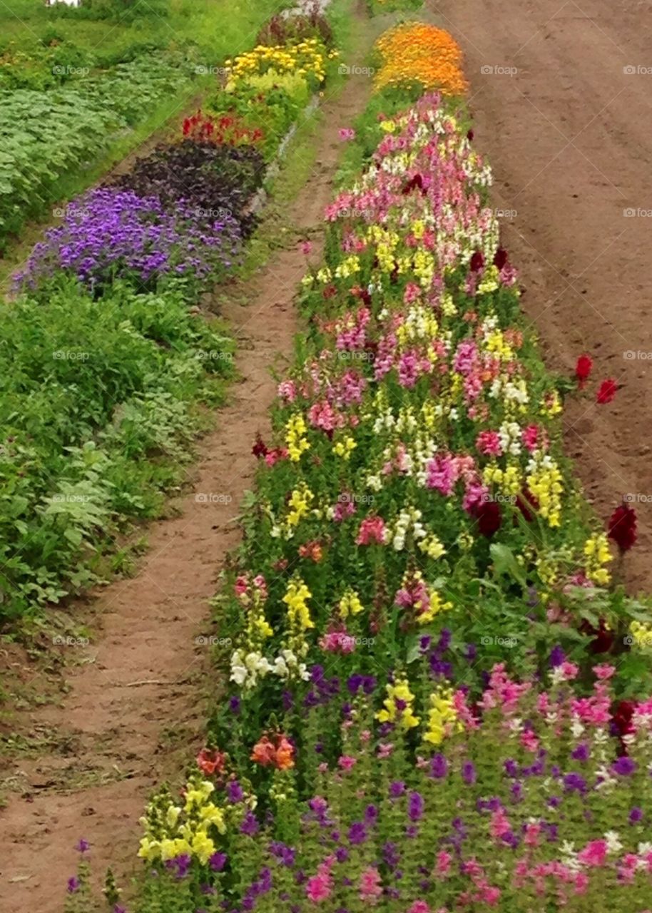 Snap dragons are in bloom...