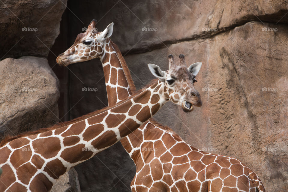 Funny Giraffes