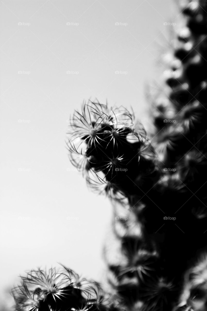 Cactus