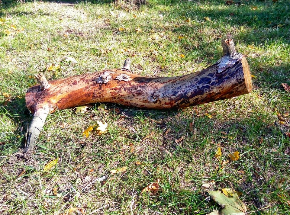 log snag on the grass бревно коряга  на траве